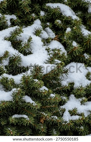 Green needle tips piercing through irregular snow cover on shrub