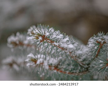 The green needles of the Christmas trees are sprinkled with airy light snow.  Droplets of water hang on the tips of the needles. - Powered by Shutterstock