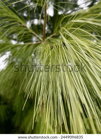 Green needles of a coniferous tree.