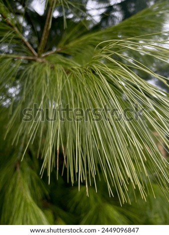 Green needles of a coniferous tree.