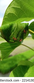 Green Nest Of Red Weaver Ant