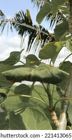 Green Nest Of Red Weaver Ant