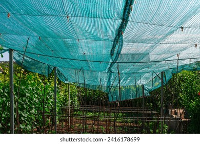 Green netting in the garden. The netting is used to protect plants from pests
