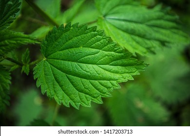 Green Nettle Leaf Close View