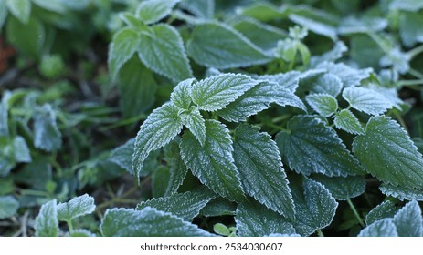 Green nettles in frost on a cold autumn morning. First frost, background image, nettle leaf texture, frozen nettle - Powered by Shutterstock