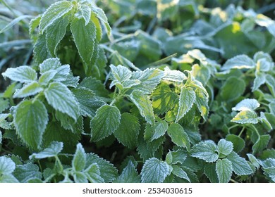 Green nettles in frost on a cold autumn morning. First frost, background image, nettle leaf texture, frozen nettle - Powered by Shutterstock