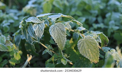 Green nettles in frost on a cold autumn morning. First frost, background image, nettle leaf texture, frozen nettle - Powered by Shutterstock