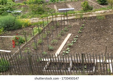 Green new spring  raw of vegetables on home garden ground healthy ecological green food concept - Shutterstock ID 1733450147