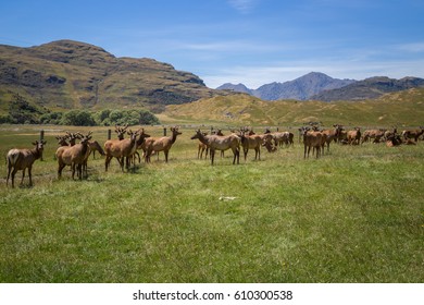 Green New Zealand landscape with the background of hills with elk herd. Moose or elk farm.   - Shutterstock ID 610300538