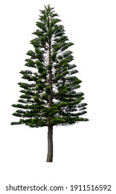 Green Norfolk Pine Tree Isolated On White Background, Saved With Clipping Path. 