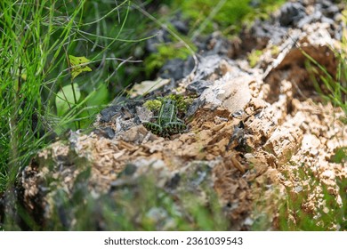 A green northern leopard frog perched on a log in Rondeau Provincial Park. - Powered by Shutterstock