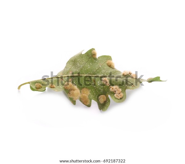 Green Oak Leaf Butterfly Eggs Isolated Stock Photo Edit Now