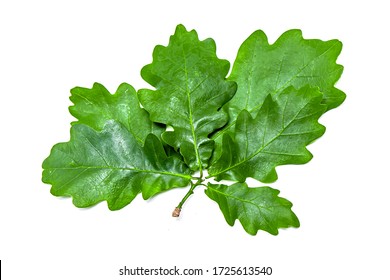 Green Oak Leaf Isolated On White Background.