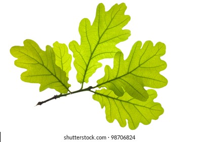  Green Oak Leaf Isolated Over White Background
