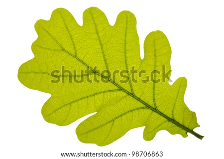  Green oak leaf isolated over white background