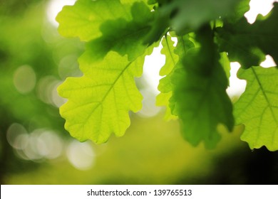 Green Oak Leaves