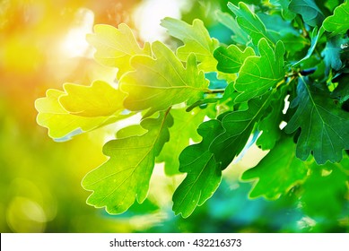 Green Oak Leaves