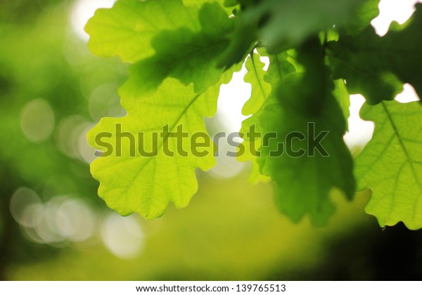 Green Oak Leaves Stock Photo (edit Now) 139765513