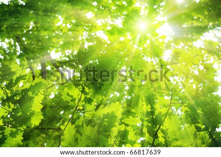 Green oak leaves, bright sun