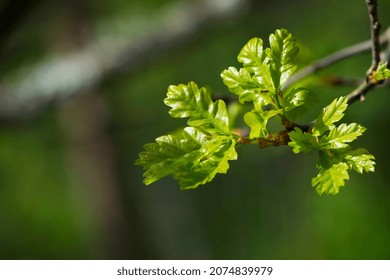 Green oak leaves. green dobovy leaves with sunlight, natural green foliage background, young oak leaves background, park or forest. spring season, nature, close-up. space for text. soft focus