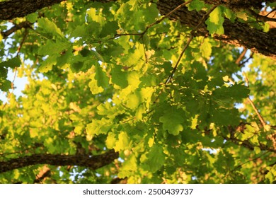 green oak leaves hanging from the branches photographed against the evening yellow light. oak tree branch with green leaves in summer - Powered by Shutterstock