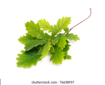 Green Oak Leaves Isolated On White Background