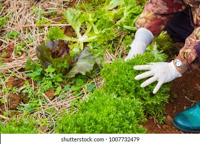 Green Oak Lettuce Grown On The Farm Is Being Cut.