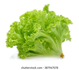 Green oak lettuce on white background. - Powered by Shutterstock