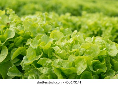 Green Oak salad plant, hydroponic vegetable leaves