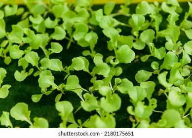 Green Oak Sapling In Nursery Tray