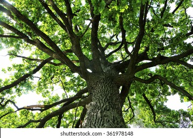 Green Oak Tree
