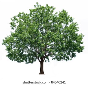 39,383 Lone oak tree Images, Stock Photos & Vectors | Shutterstock
