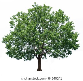 Green Oak Tree Isolated On White