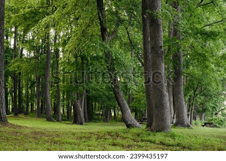 Green oaks and a picnic table at Landsford State Park in South Carolina.