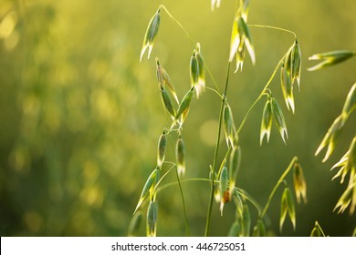 Green oat ears of wheat.