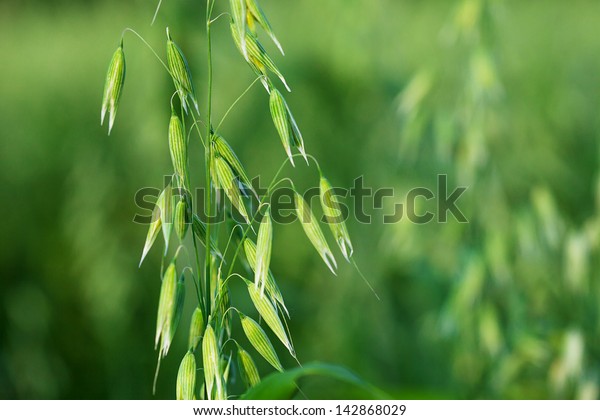Green oat ears of\
wheat.