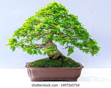 Green old bonsai tree isolated on white background in a pot plant create beautiful art in nature. - Shutterstock ID 1497265724