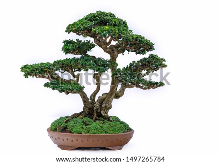 Green old bonsai tree isolated on white background in a pot plant create beautiful art in nature.