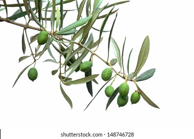Green olive branch isolated on white