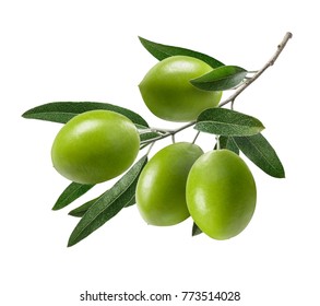 Green olive branch isolated on white background as package design composition