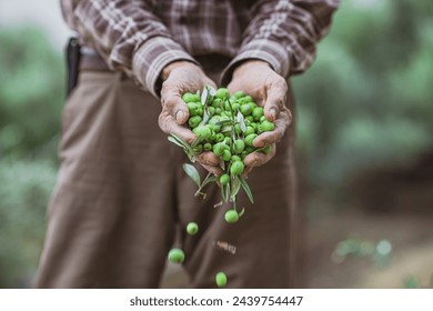 Green olive harvest, organic green olives collected in season.
The locally harvested olive harvest falls out of the farmer's hands.
Workers collecting olives work in the field. - Powered by Shutterstock