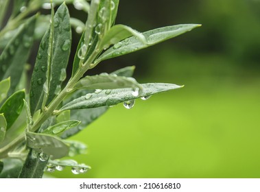 Green Olive Leaves