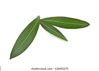 Green Olive Leaves On White