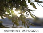 Green olive season and olive tree 