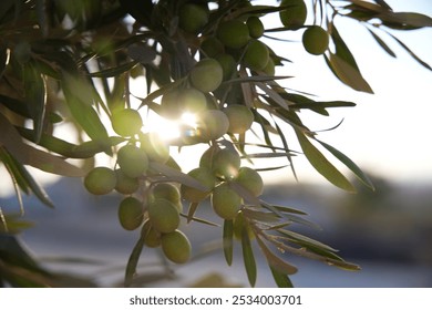 Green olive season and olive tree 