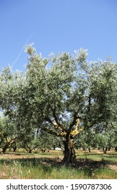 Green olive tree with blue sky. - Shutterstock ID 1590787306