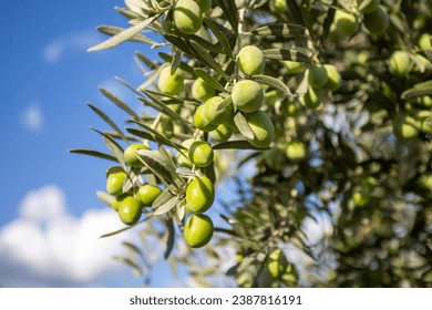 Green olive tree in nature - Powered by Shutterstock
