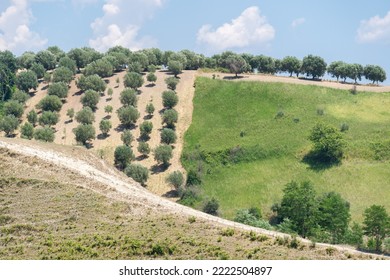 Green olive trees farmland, agricultural landscape with olives plant among hills, olive grove garden, large agricultural areas of olive trees - Shutterstock ID 2222504897