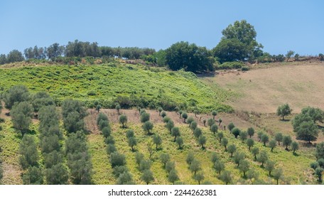 Green olive trees farmland, agricultural landscape with olives plant among hills, olive grove garden, large agricultural areas of olive trees - Shutterstock ID 2244262381