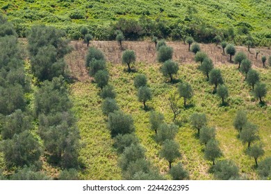 Green olive trees farmland, agricultural landscape with olives plant among hills, olive grove garden, large agricultural areas of olive trees - Shutterstock ID 2244262395